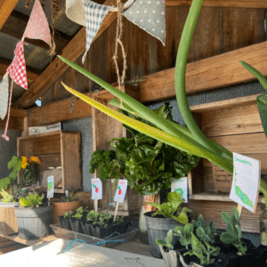 Seasonal spray free fruits, veggies & plants in Keysbrook