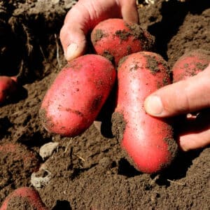 Fresh potatoes from Damper Gully Farms