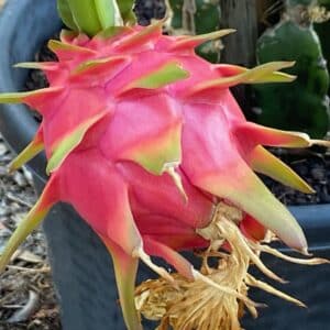 Dragon Fruit Bulk per Kg
