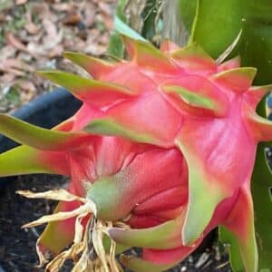 Loose Dragon Fruit