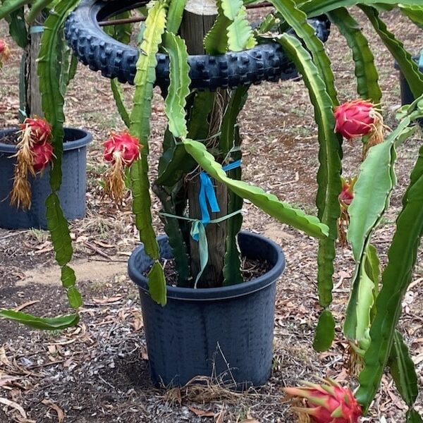 The Dragon Orchard Southwest