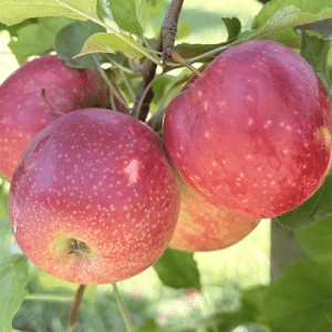Sundowner Apples 2kg Bag
